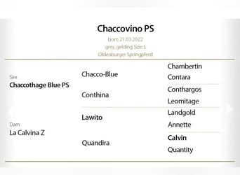 Oldenburg, Castrone, 4 Anni, 168 cm, Grigio