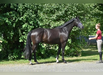 Oldenburg, Castrone, 4 Anni, 168 cm, Morello