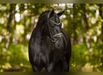 Oldenburg, Castrone, 4 Anni, 168 cm, Morello