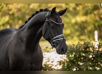 Oldenburg, Castrone, 4 Anni, 168 cm, Morello