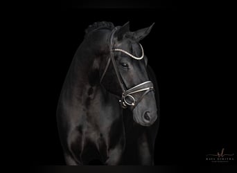 Oldenburg, Castrone, 4 Anni, 168 cm, Morello