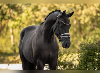 Oldenburg, Castrone, 4 Anni, 168 cm, Morello
