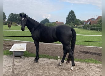 Oldenburg, Castrone, 4 Anni, 168 cm, Morello