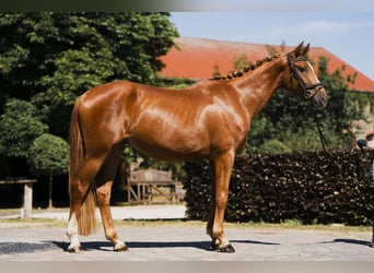 Oldenburg, Castrone, 4 Anni, 168 cm, Sauro