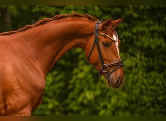 Oldenburg, Castrone, 4 Anni, 168 cm, Sauro