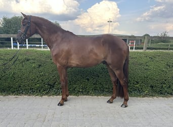 Oldenburg, Castrone, 4 Anni, 168 cm, Sauro