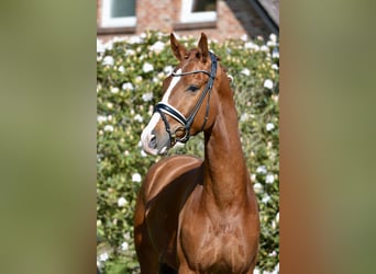 Oldenburg, Castrone, 4 Anni, 168 cm, Sauro