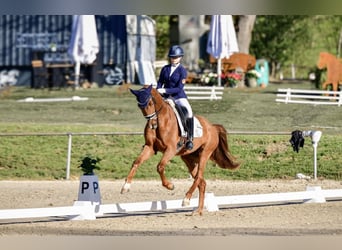 Oldenburg, Castrone, 4 Anni, 168 cm, Sauro scuro