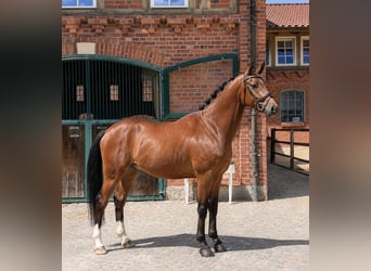 Oldenburg, Castrone, 4 Anni, 169 cm, Baio