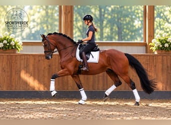 Oldenburg, Castrone, 4 Anni, 169 cm, Baio