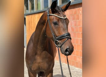 Oldenburg, Castrone, 4 Anni, 169 cm, Baio