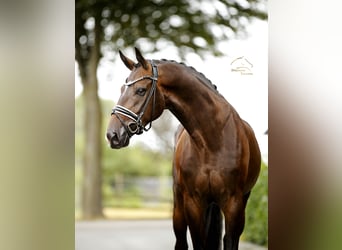 Oldenburg, Castrone, 4 Anni, 169 cm, Baio
