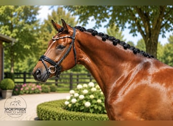 Oldenburg, Castrone, 4 Anni, 169 cm, Baio