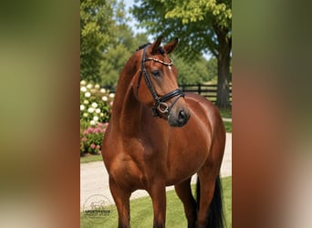 Oldenburg, Castrone, 4 Anni, 169 cm, Baio