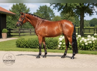 Oldenburg, Castrone, 4 Anni, 169 cm, Baio