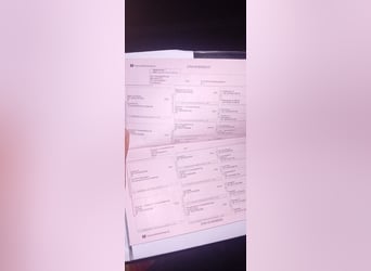 Oldenburg, Castrone, 4 Anni, 169 cm, Baio