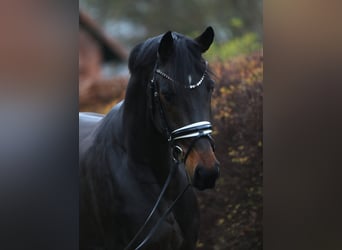 Oldenburg, Castrone, 4 Anni, 169 cm, Baio nero