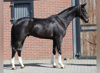 Oldenburg, Castrone, 4 Anni, 169 cm, Baio nero