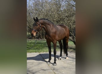 Oldenburg, Castrone, 4 Anni, 169 cm, Baio scuro