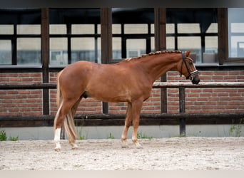 Oldenburg, Castrone, 4 Anni, 169 cm, Sauro