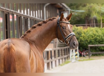 Oldenburg, Castrone, 4 Anni, 169 cm, Sauro scuro