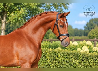 Oldenburg, Castrone, 4 Anni, 169 cm, Sauro scuro