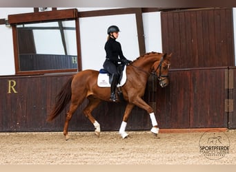 Oldenburg, Castrone, 4 Anni, 169 cm, Sauro scuro