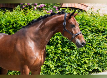 Oldenburg, Castrone, 4 Anni, 170 cm, Baio