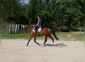 Oldenburg, Castrone, 4 Anni, 170 cm, Baio