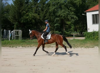Oldenburg, Castrone, 4 Anni, 170 cm, Baio