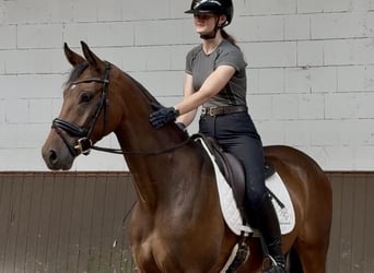 Oldenburg, Castrone, 4 Anni, 170 cm, Baio