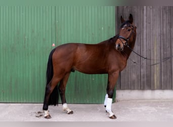 Oldenburg, Castrone, 4 Anni, 170 cm, Baio