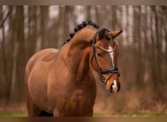 Oldenburg, Castrone, 4 Anni, 170 cm, Baio