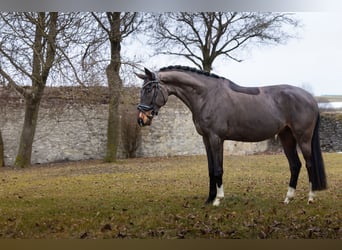 Oldenburg, Castrone, 4 Anni, 170 cm, Baio