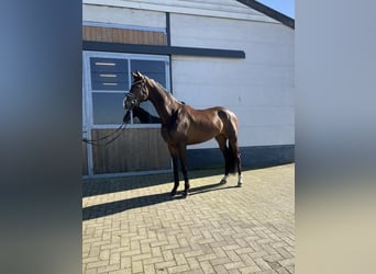 Oldenburg, Castrone, 4 Anni, 170 cm, Baio