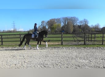 Oldenburg, Castrone, 4 Anni, 170 cm, Baio