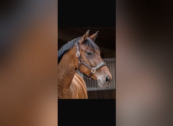 Oldenburg, Castrone, 4 Anni, 170 cm, Baio