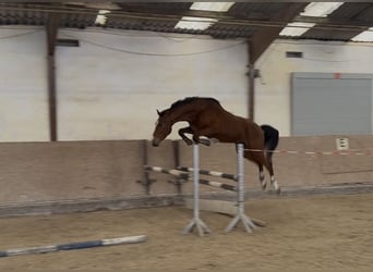 Oldenburg, Castrone, 4 Anni, 170 cm, Baio