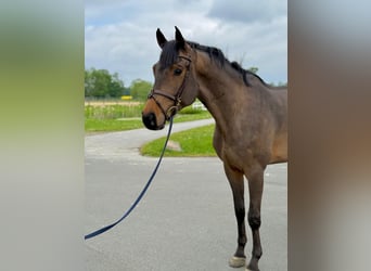 Oldenburg, Castrone, 4 Anni, 170 cm, Baio
