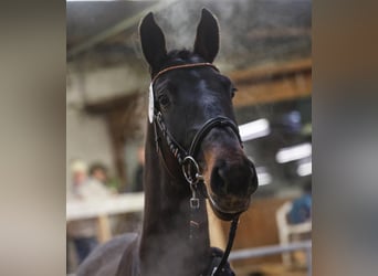Oldenburg, Castrone, 4 Anni, 170 cm, Baio nero