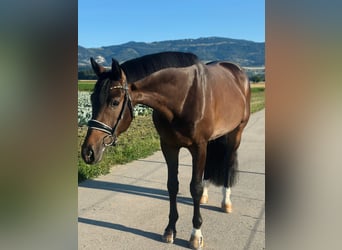 Oldenburg, Castrone, 4 Anni, 170 cm, Baio scuro