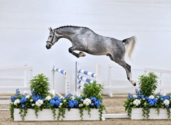Oldenburg, Castrone, 4 Anni, 170 cm, Grigio