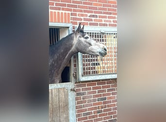 Oldenburg, Castrone, 4 Anni, 170 cm, Grigio