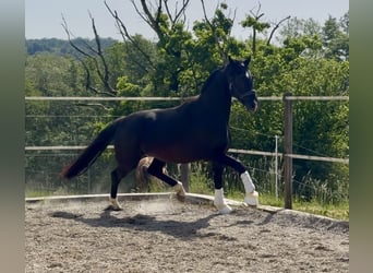 Oldenburg, Castrone, 4 Anni, 170 cm, Morello