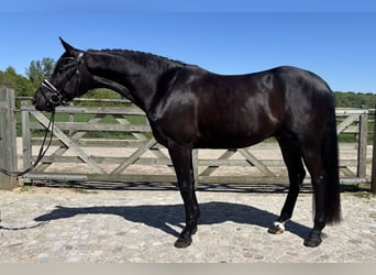 Oldenburg, Castrone, 4 Anni, 170 cm, Morello