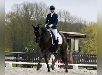 Oldenburg, Castrone, 4 Anni, 170 cm, Morello