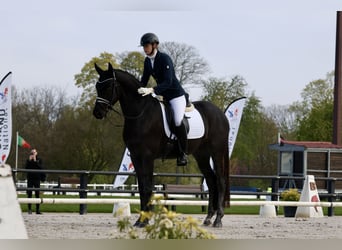 Oldenburg, Castrone, 4 Anni, 170 cm, Morello