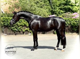 Oldenburg, Castrone, 4 Anni, 170 cm, Morello
