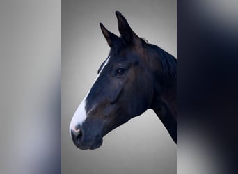 Oldenburg, Castrone, 4 Anni, 170 cm, Morello