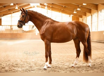 Oldenburg, Castrone, 4 Anni, 170 cm, Sauro